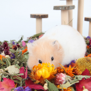 hoa khô cho hamster