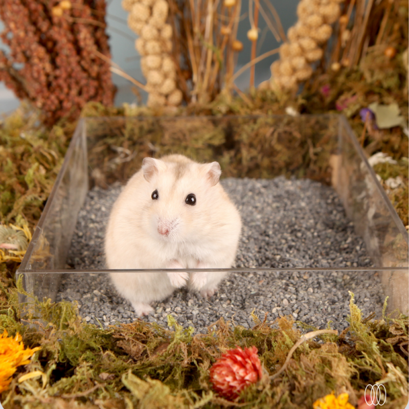 cát tắm cho chuột hamster